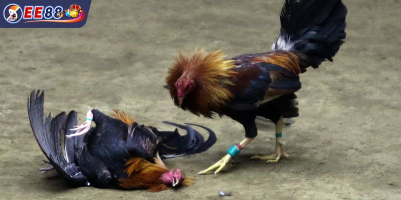 Chiến thuật phân bổ tài chính cá nhân thông minh