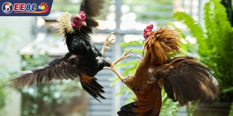 Hệ thống cá cược thiết kế chuyên nghiệp và uy tín